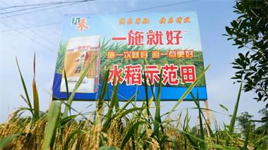 开云手机平台-开云（中国）九禾公司“一施就好”专用复合肥水稻试验示范喜获丰收